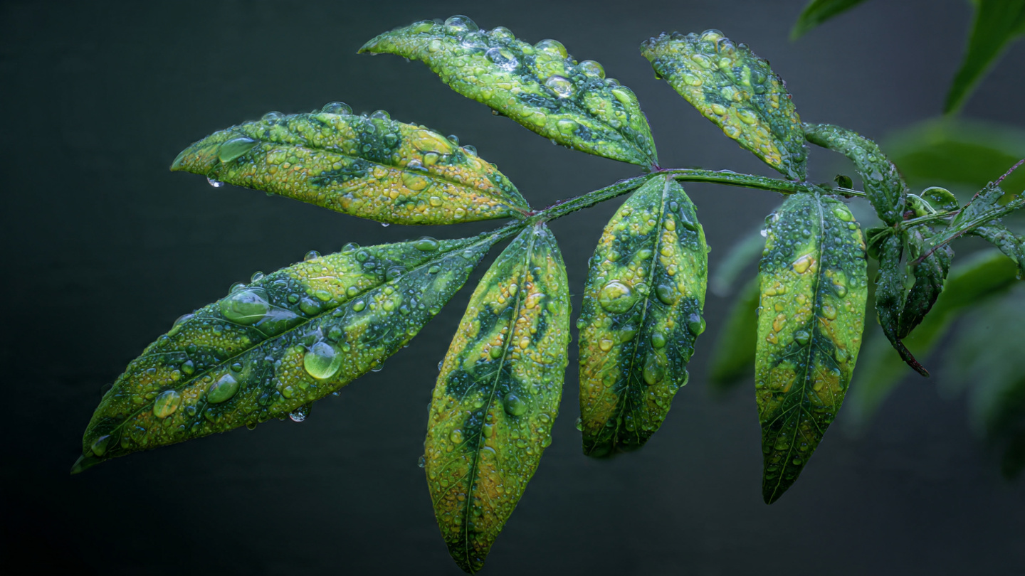O Glifosato Pode Afetar a Fotossíntese das Plantas? Práticas Essenciais Para o Agro (Guia Completo)