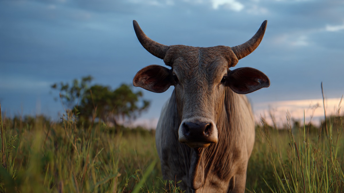 Arroba do boi pode chegar a R$ 500? Novo ciclo pecuário ganha força e muda projeções para 2026 a 2028