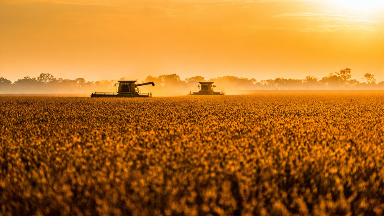 Devolução de 20 Navios Pela China, Presença de Ervas Daninhas na Soja, Evidencia falhas de Gestão Dentro da Porteira, Pode Estar Impactando Negativamente a Imagem do Agronegócio Brasileiro.