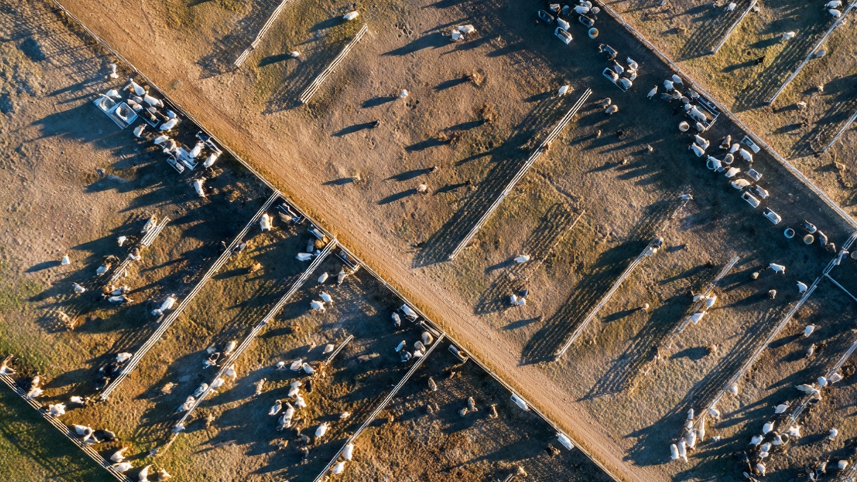 TIP Cresce 300% e Revoluciona a Engorda no Brasil: Como a Terminação Intensiva a Pasto Está Multiplicando Arrobas e Lucros