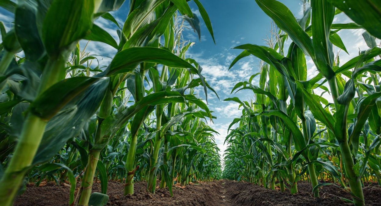 Quanto Custa Plantar Milho em 1 Hectare e Como Transformar Esse Cálculo em Lucro no Agro