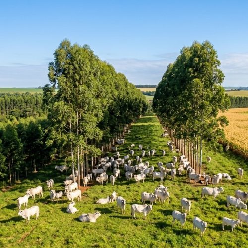 Economia Circular no Agronegócio: Como Reduzir Custos e Aumentar a Rentabilidade