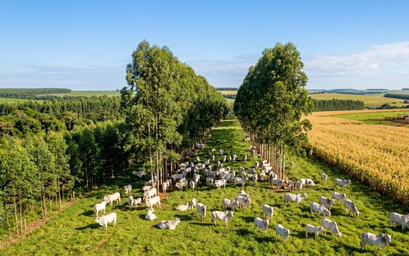 Economia Circular no Agronegócio: Como Reduzir Custos e Aumentar a Rentabilidade