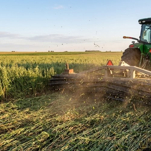 Mix de Plantas de Cobertura no Plantio Direto: como transformar diversidade em solo, produtividade e margem