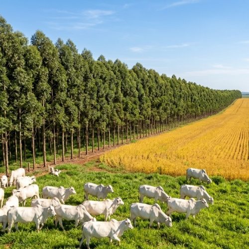 O Impacto do Sistema ABC+ no Agronegócio: Recuperação de Áreas e Sustentabilidade Lucrativa