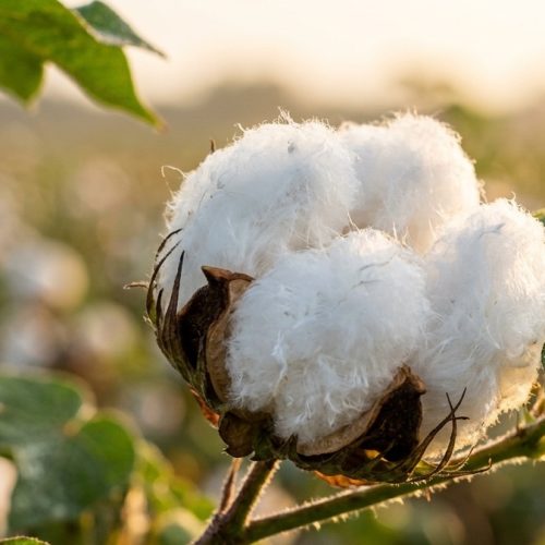 Algodão: o ouro branco que transforma tecnologia em rentabilidade no agronegócio