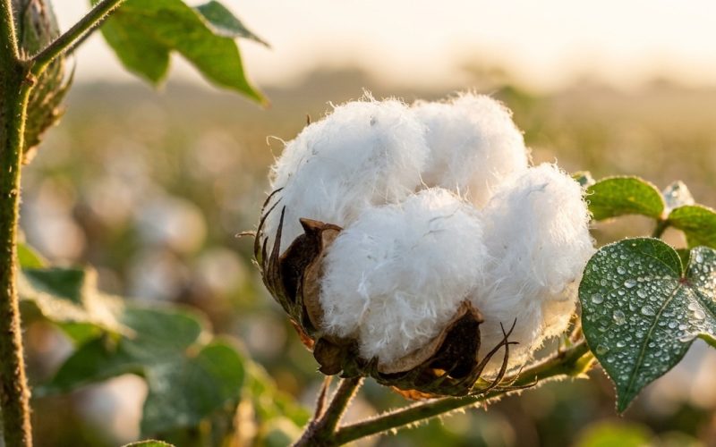 Algodão: o ouro branco que transforma tecnologia em rentabilidade no agronegócio