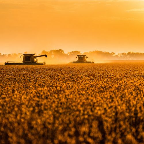 Devolução de 20 Navios Pela China, Presença de Ervas Daninhas na Soja, Evidencia falhas de Gestão Dentro da Porteira, Pode Estar Impactando Negativamente a Imagem do Agronegócio Brasileiro.