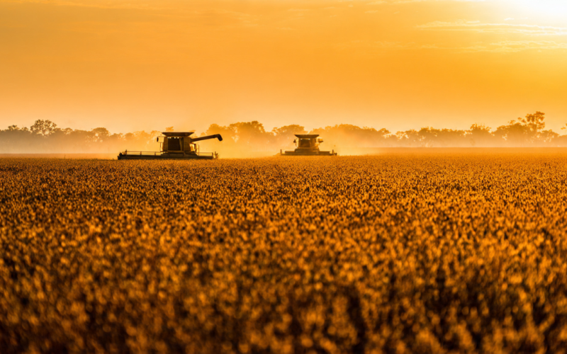 Devolução de 20 Navios Pela China, Presença de Ervas Daninhas na Soja, Evidencia falhas de Gestão Dentro da Porteira, Pode Estar Impactando Negativamente a Imagem do Agronegócio Brasileiro.