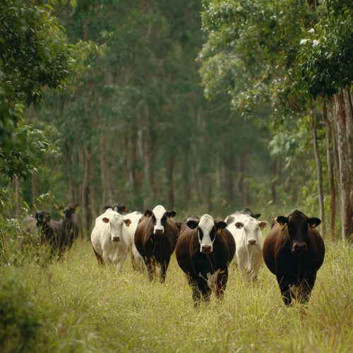 Por Que a ILPF é o Futuro do Agronegócio Sustentável no Brasil?