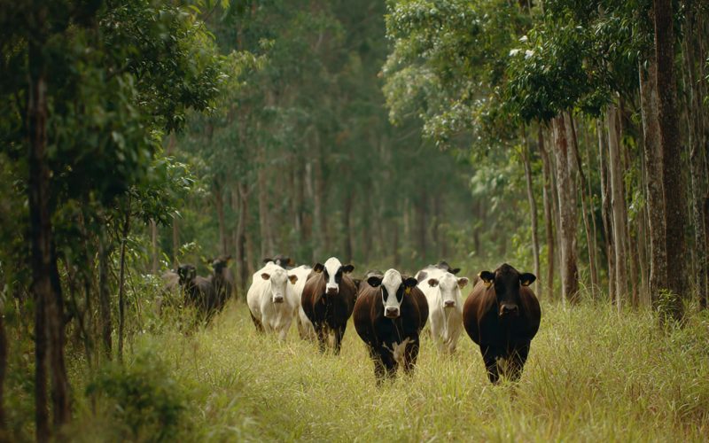 Por Que a ILPF é o Futuro do Agronegócio Sustentável no Brasil?