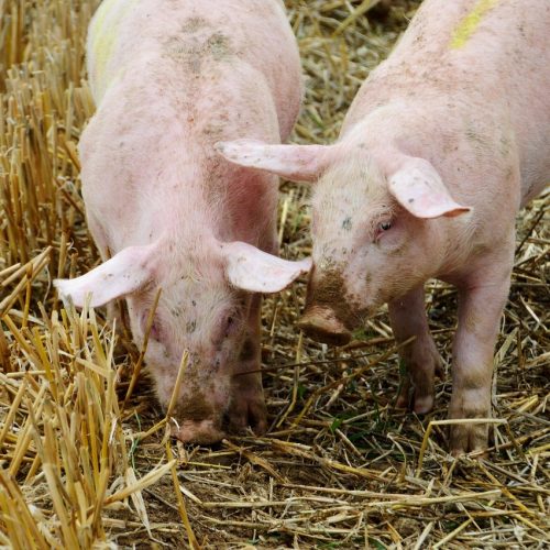 A Chegada dos Suínos ao Brasil: Da Colonização Portuguesa à Suinocultura Moderna