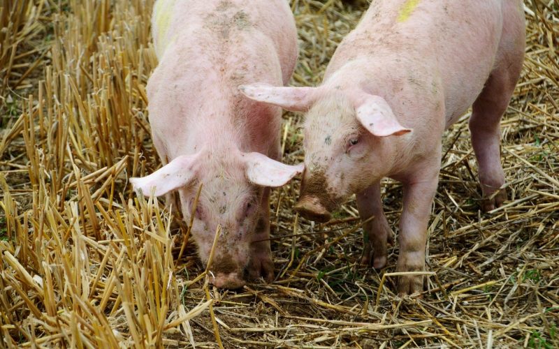 A Chegada dos Suínos ao Brasil: Da Colonização Portuguesa à Suinocultura Moderna