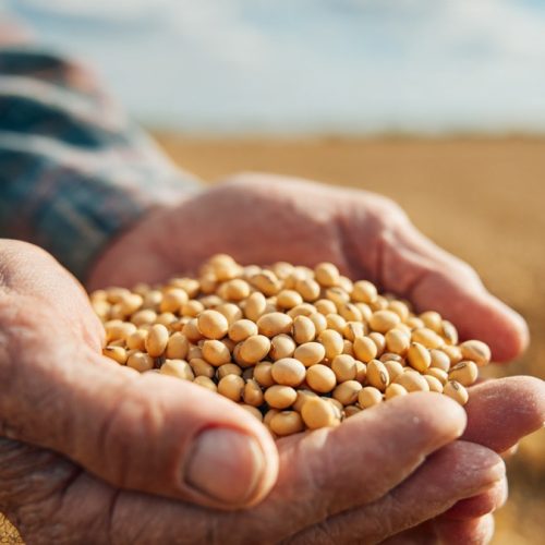 Custo de Produção da Soja por Hectare: Como Calcular, Atualizar Valores e Aumentar o Lucro no Agro