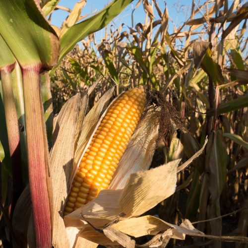 A História do Milho no Brasil: Origem, Chegada e Evolução ao Longo dos Milênios.