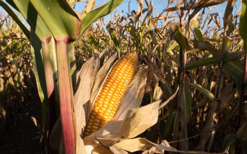 A História do Milho no Brasil: Origem, Chegada e Evolução ao Longo dos Milênios.