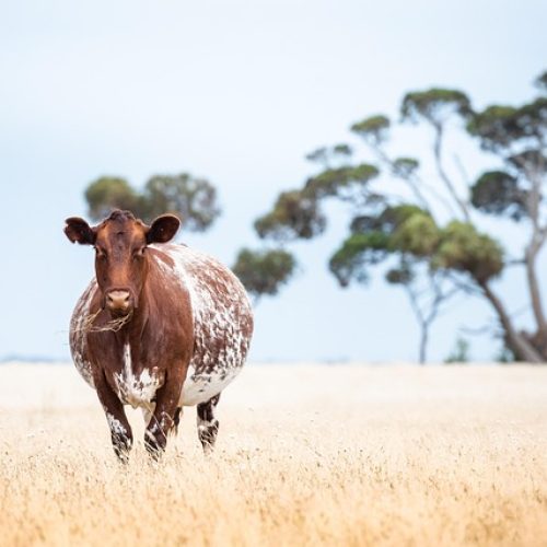 Como Calcular o Custo Operacional da Propriedade Rural: Guia Completo para Produtores.