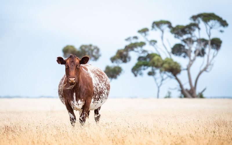 Como Calcular o Custo Operacional da Propriedade Rural: Guia Completo para Produtores.