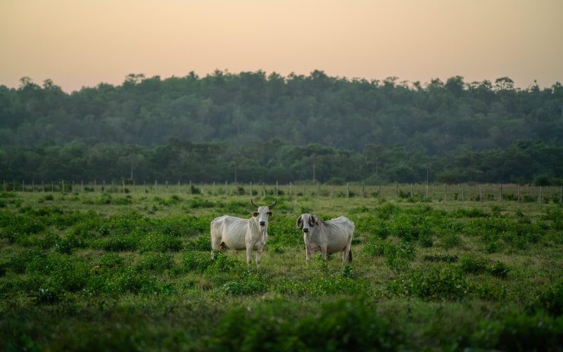 A História do Gado no Brasil: Como os Bois Chegaram e Transformaram o País Desde o Século XVI.