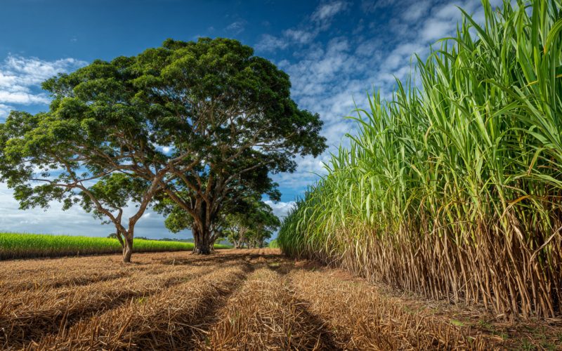 Inteligência Artificial no Campo: Como Tecnologia, ESG e Governança Estão Transformando o Agro Brasileiro