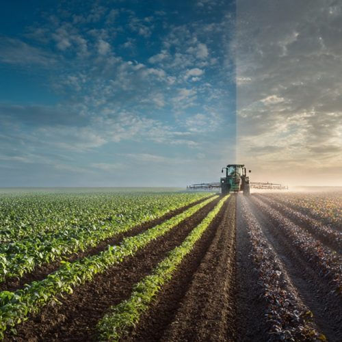 Escassez no Agronegócio: Como Tomar Decisões Estratégicas e Aumentar a Rentabilidade na Fazenda