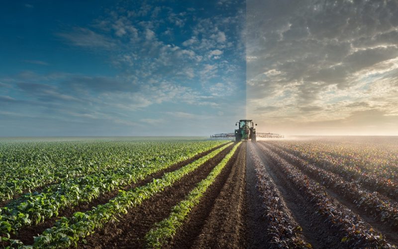Escassez no Agronegócio: Como Tomar Decisões Estratégicas e Aumentar a Rentabilidade na Fazenda