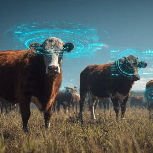 Soluções que Transformam a Gestão Pecuária: Guia Completo para Modernizar Sua Fazenda.