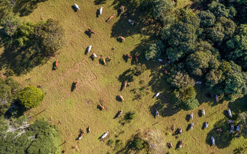 🐂 Como Viver da Pecuária de Corte com Apenas 10 Hectares: Estratégia Real, Números Reais e Lucro Possível