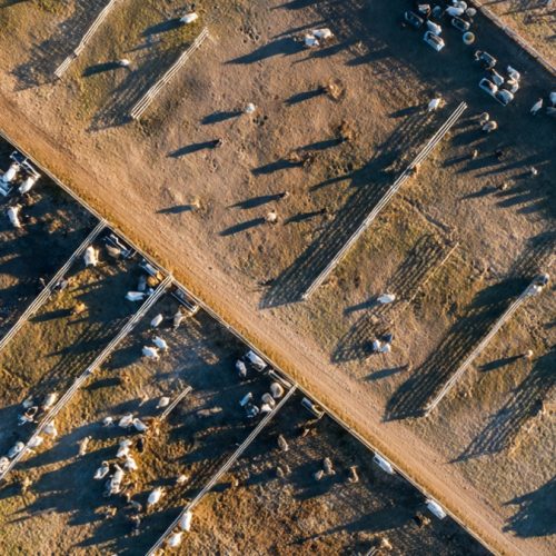 TIP Cresce 300% e Revoluciona a Engorda no Brasil: Como a Terminação Intensiva a Pasto Está Multiplicando Arrobas e Lucros