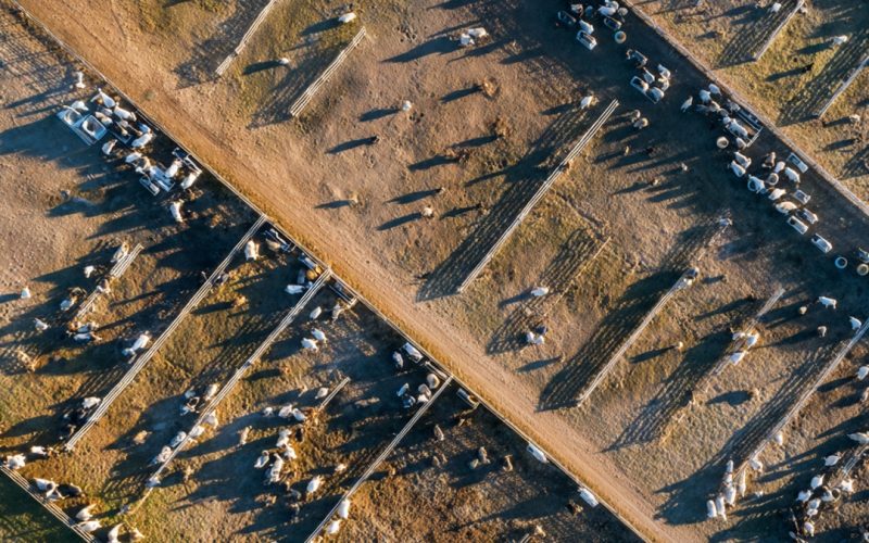 TIP Cresce 300% e Revoluciona a Engorda no Brasil: Como a Terminação Intensiva a Pasto Está Multiplicando Arrobas e Lucros