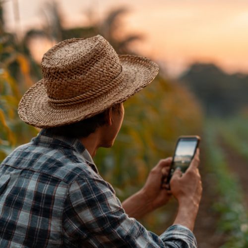 Empreendedorismo e Inovação no Agronegócio: Como Transformar Ideias em Negócios Lucrativos com um Plano Estratégico