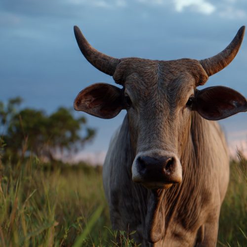 Arroba do boi pode chegar a R$ 500? Novo ciclo pecuário ganha força e muda projeções para 2026 a 2028