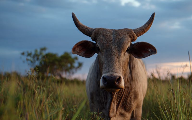 Arroba do boi pode chegar a R$ 500? Novo ciclo pecuário ganha força e muda projeções para 2026 a 2028