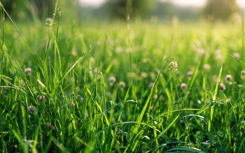 Leguminosas em Pastagens: Como o Consórcio Pode Aumentar a Produtividade e Reduzir Custos