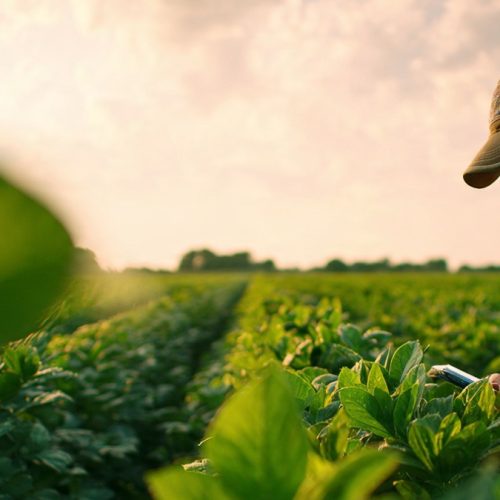 Avanço de Doenças na Soja Pressiona a Produtividade e Exige Manejo Cada Vez Mais Estratégico