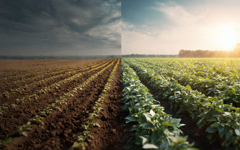 Como Reduzir o Uso de Fungicidas, Inseticidas e Fertilizantes Solúveis