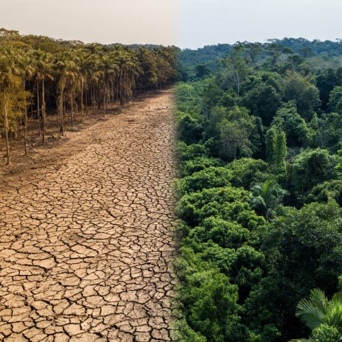 Como Recuperar Áreas Degradadas de Forma Rápida e Eficiente: Método Testado na Prática