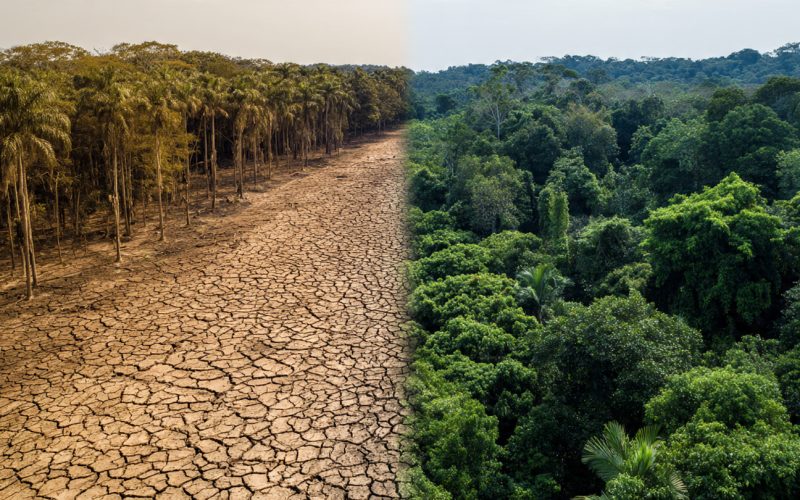 Como Recuperar Áreas Degradadas de Forma Rápida e Eficiente: Método Testado na Prática