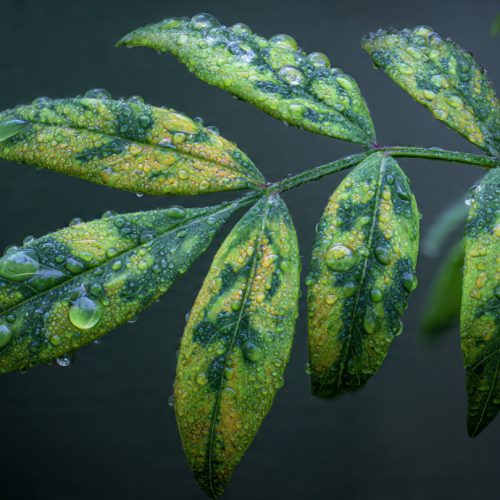 O Glifosato Pode Afetar a Fotossíntese das Plantas? Práticas Essenciais Para o Agro (Guia Completo)