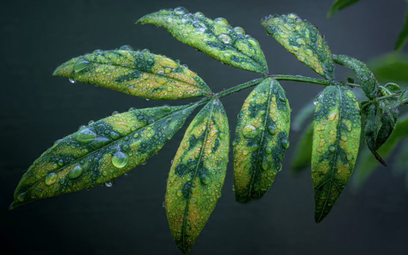 O Glifosato Pode Afetar a Fotossíntese das Plantas? Práticas Essenciais Para o Agro (Guia Completo)
