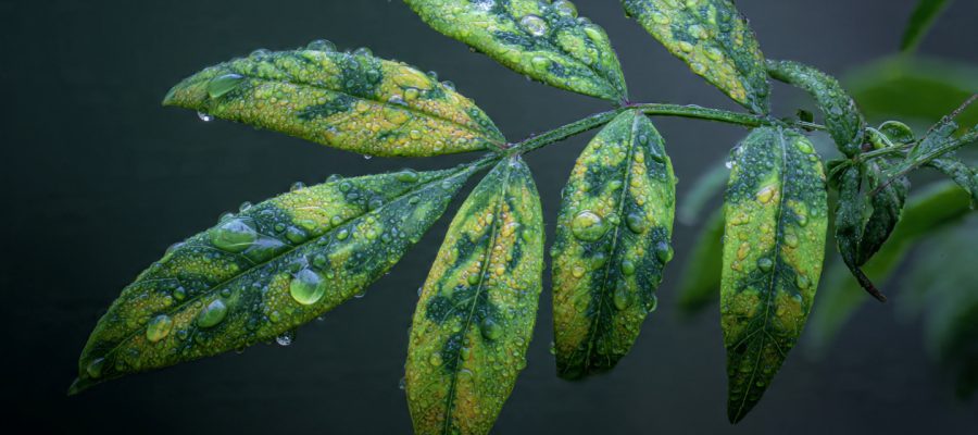 O Glifosato Pode Afetar a Fotossíntese das Plantas? Práticas Essenciais Para o Agro (Guia Completo)