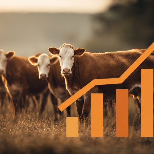 KPIs na Gestão da Pecuária Bovina: Os Indicadores Que Separaram Fazendas Lucrativas das Que Apenas Sobrevivem