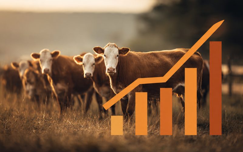 KPIs na Gestão da Pecuária Bovina: Os Indicadores Que Separaram Fazendas Lucrativas das Que Apenas Sobrevivem