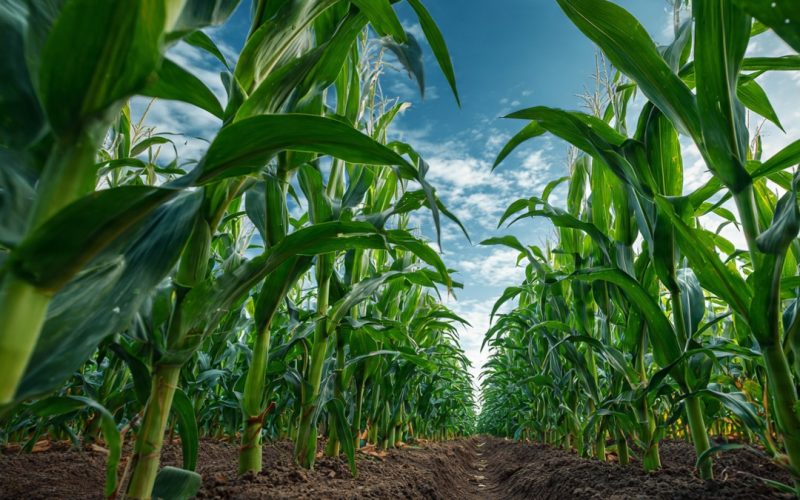 Quanto Custa Plantar Milho em 1 Hectare e Como Transformar Esse Cálculo em Lucro no Agro