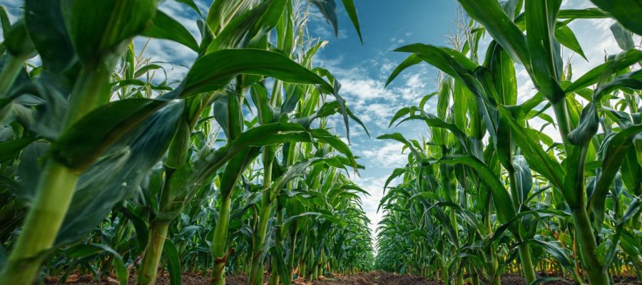 Quanto Custa Plantar Milho em 1 Hectare e Como Transformar Esse Cálculo em Lucro no Agro