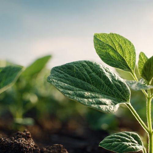 Como Reduzir Custos com Fungicidas e Aumentar a Produtividade da Soja de Forma Estratégica