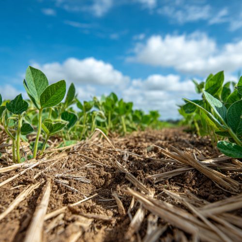 Plantio Direto: A Revolução Silenciosa Que Transformou o Agro Brasileiro e Virou Referência Mundial