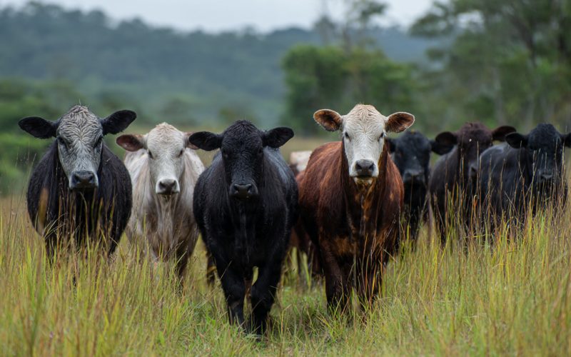 Pasto Passado Está Travando Suas Novilhas? O Erro Silencioso Que Derruba o Ganho de Peso na Recria