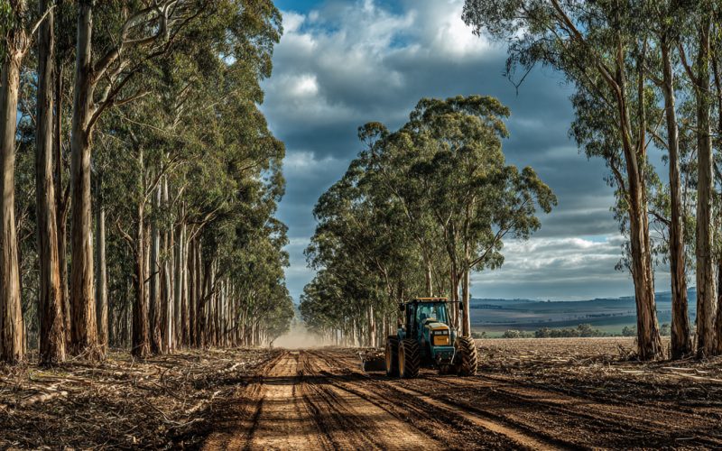 Plantar Eucalipto Vale a Pena? Fiz todos os cálculos 