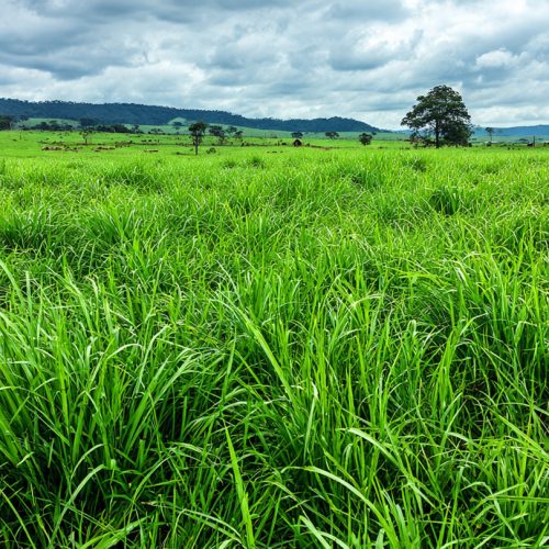 Reforma de Pastagem na Prática: Como Novas Tecnologias Estão Transformando a Pecuária e Aumentando a Lotação por Hectare